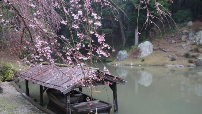 曹源寺のしだれ桜～2024年3月23日
