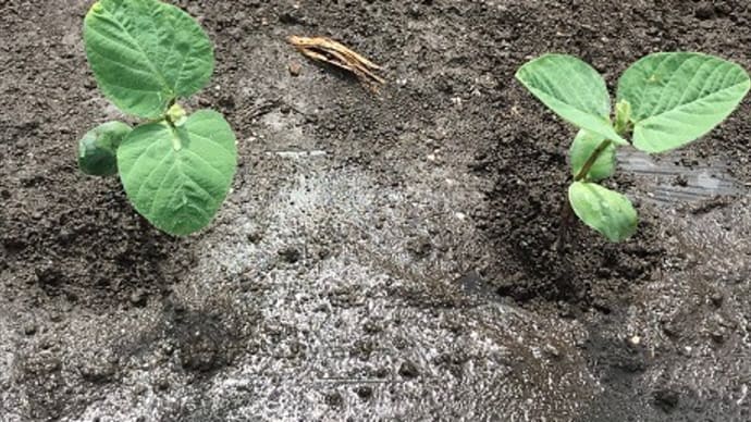 Hilo’s Farm 今週は夏野菜の苗を定植