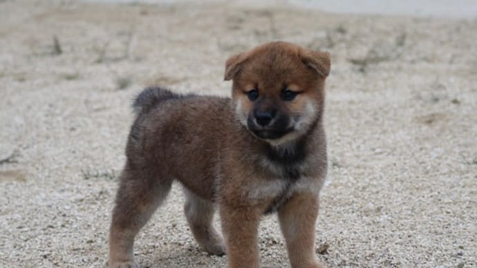 分譲可能犬!Recruiting for new owner~😊新しい飼い主さん募集中!