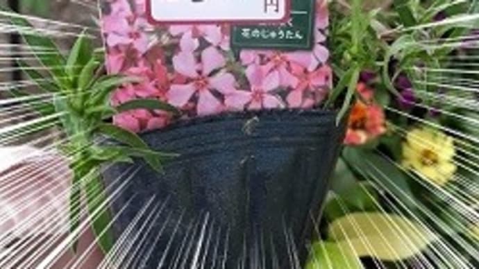 季節の花苗*半額以下になってたので大人買いしないわけにいかなかったとですぅ(;^_^A
