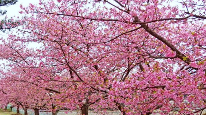 美和桜(2022/3/10)