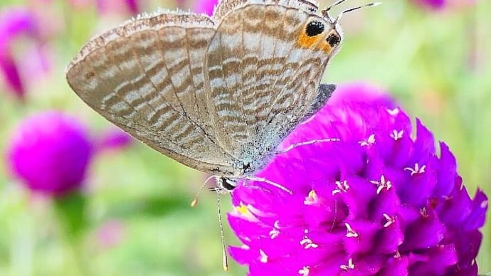 公園の花壇に集まる蝶たち