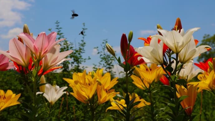 ユリロード 蜻蛉池公園