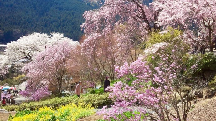 秋川渓谷の花の里2019/4/13