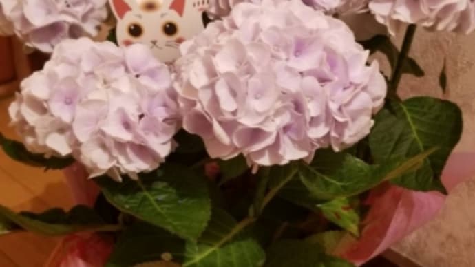 紫陽花カット