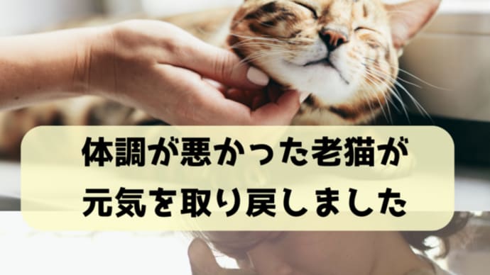 体調が悪かった老猫が元気を取り戻しました