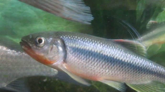 Gooブログ Goo Blog ハッシュタグ カワムツ飼育