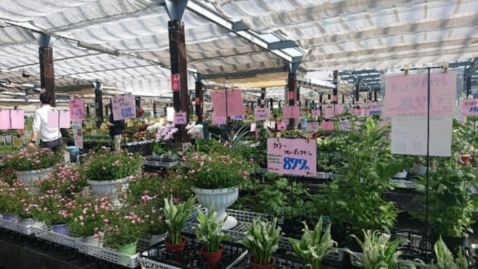 なばなの里の花市場♪ ╰(✿´⌣`✿)╯