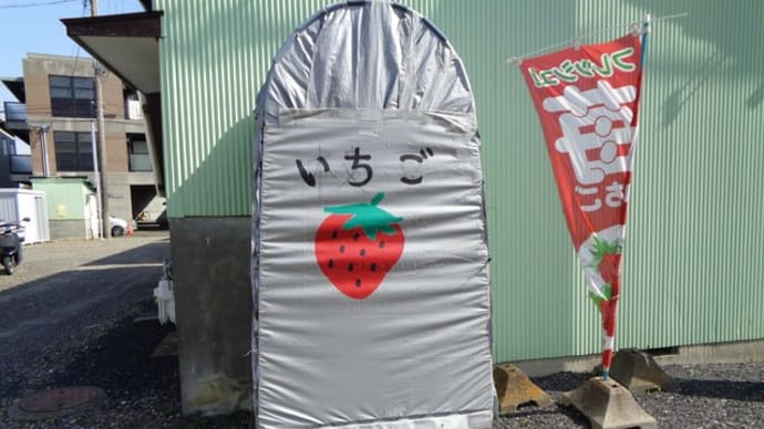 イチゴ 静岡あきひめ