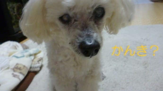 今夜は十三夜…週末は寒気に…(-_-)ウーム 老犬ラスさんはねんね