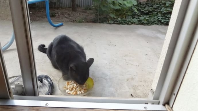 えっ 猫だ