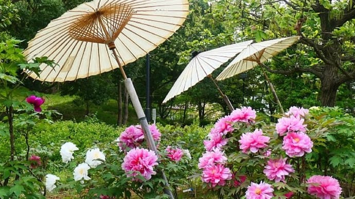 古民家の前庭で咲く牡丹の花