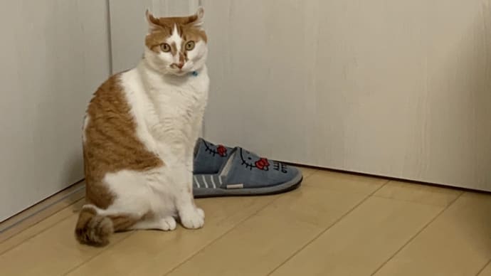 テニスが始まる前に