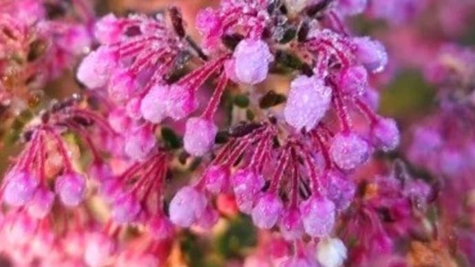 何年振りだろう？　ママ友と新年会　ジャノメエリカの花