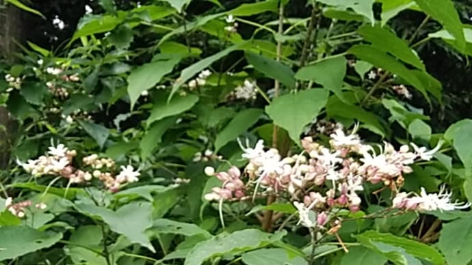 クサギ(臭木)花盛り　白粉花(オシロイバナj)一輪