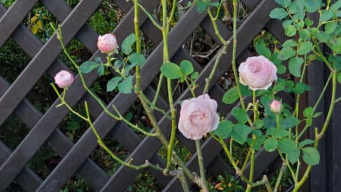エンジェルハート&ブラッシュノアゼットの植え替え