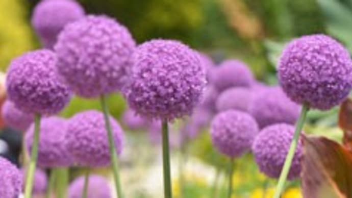京都府立植物園(6)．．紫色の玉