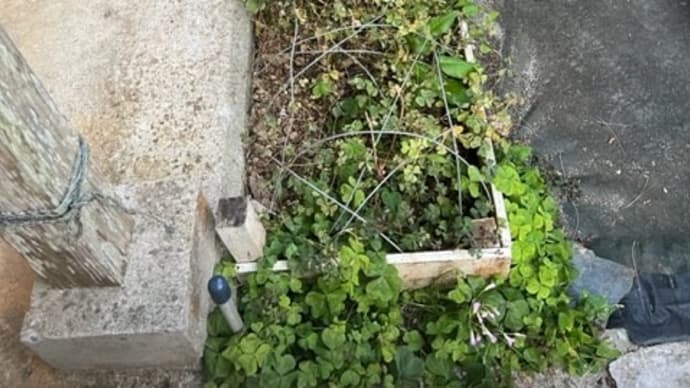 その後の花壇
