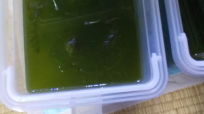 屋外水槽を室内に移動‼️