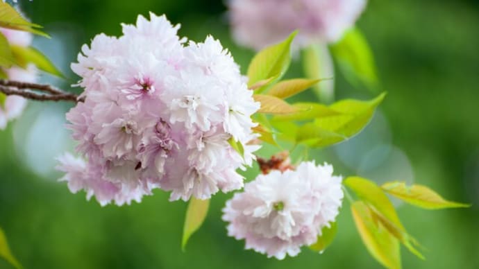 塩竈桜。。