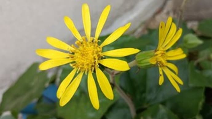黄色のツワブキの花