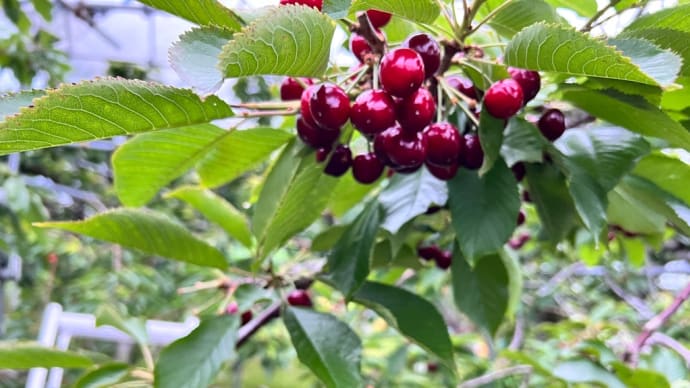 7月24日(日)園内状況🍒
