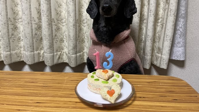 オディール13才になりました♪