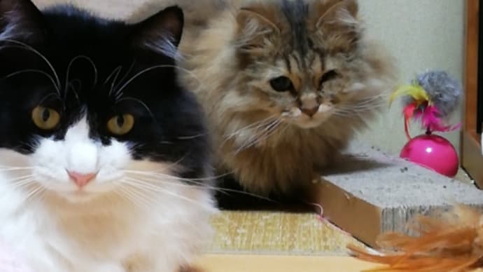二日ぶりのるちるとはち😹🐹