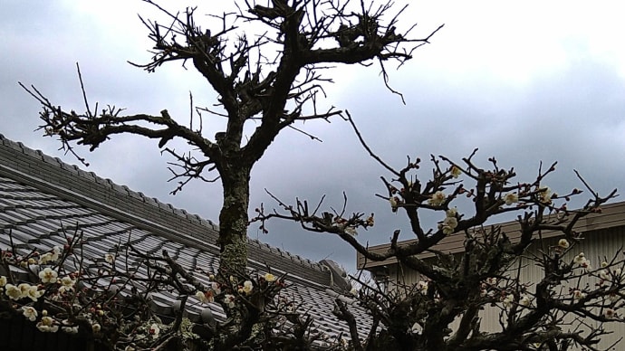一年ぶりに「(大山田)千戸の勧請縄」へ、近くに「養蚕小屋」があったとか…