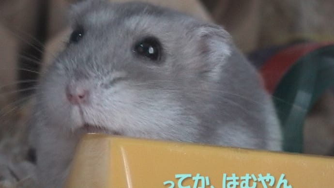 「秋篠宮さまが」って?