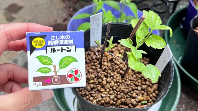 ルートン＊発根促進剤をつけて挿し木