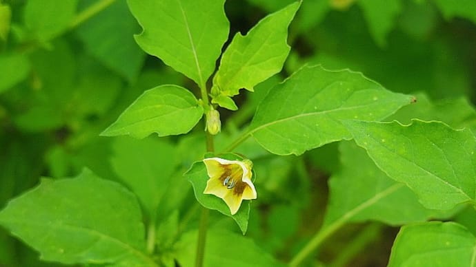 植物図鑑-34 ヒロハフウリンホオズキ