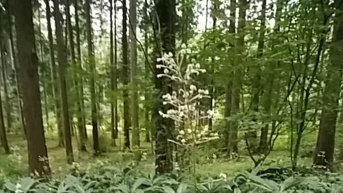 下村梅子／かの忘れ扇(あふぎ)を返すべく忘れ