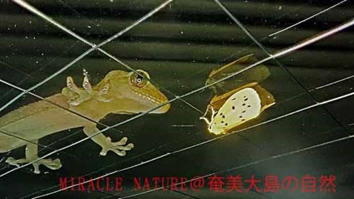 暖かくなるといろいろな生き物が活動します、外灯周りの生存競争