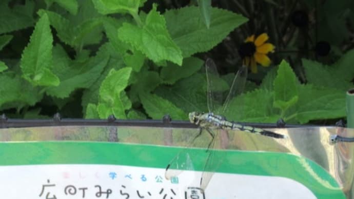 夏は蝶にトンボ