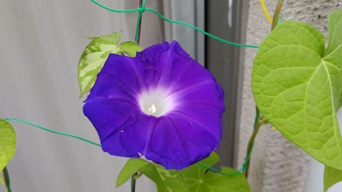 朝顔
