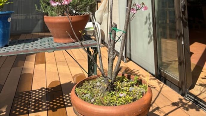 花と新緑の神楽坂静華庵