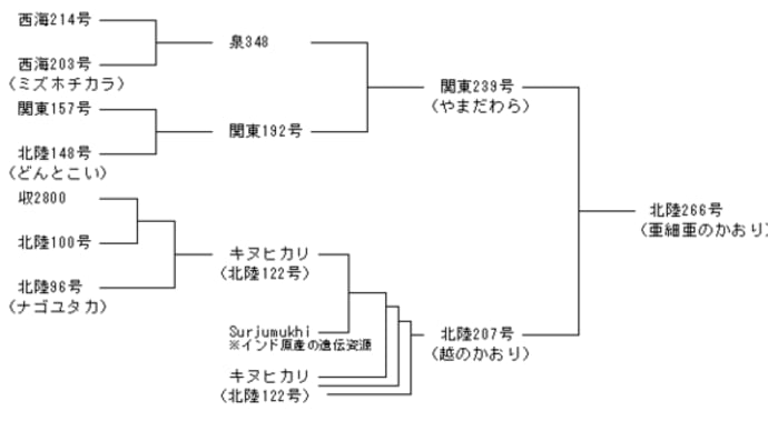< お米 > お米の品種・銘柄 亜細亜のかおり