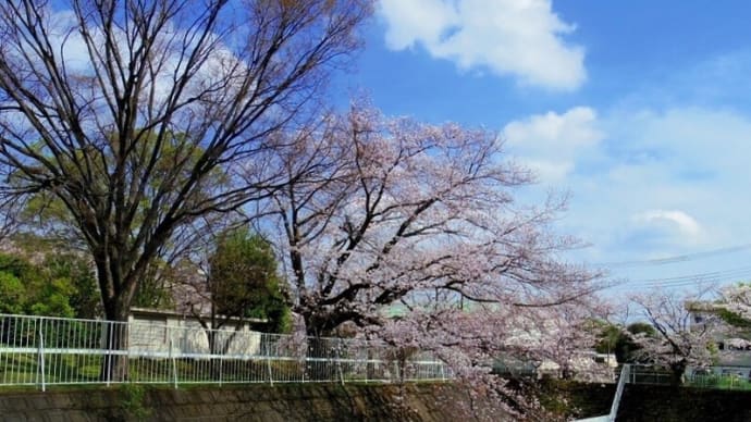「相武台グリーンパーク」の「桜」満開となり天蓋の様な美しさ!!
