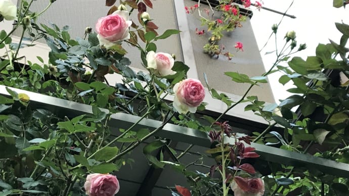 薔薇から紫陽花へ 移動日