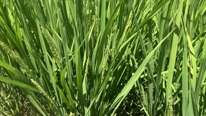8月1日(79日目)出穂期