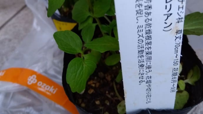 バレリアン入手♪