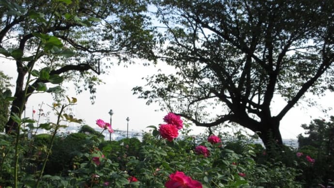 港の見える丘公園 秋バラはピンクと黄色