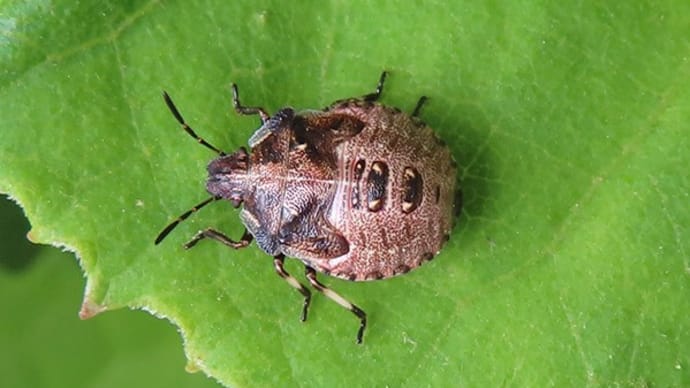 上高地6月 2021年 その6・生き物