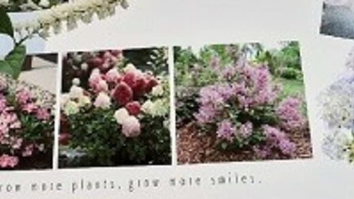 PWのお花カタログとムーミンのカレンダーと94歳の母は奇跡の回復を見せてくれたとです!(^^)!
