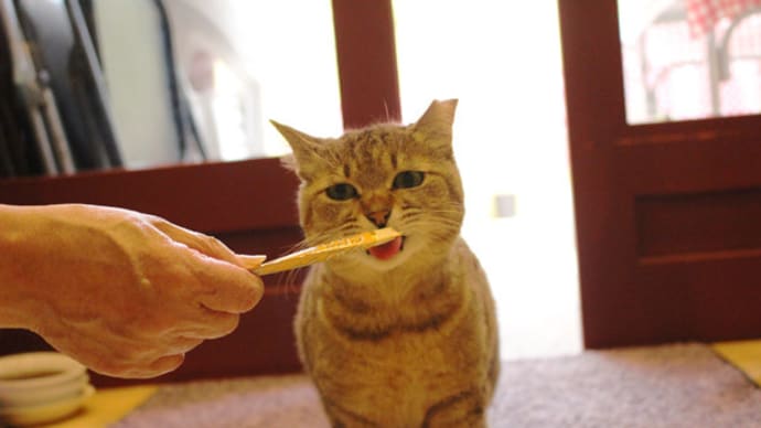 モモちゃんの散歩