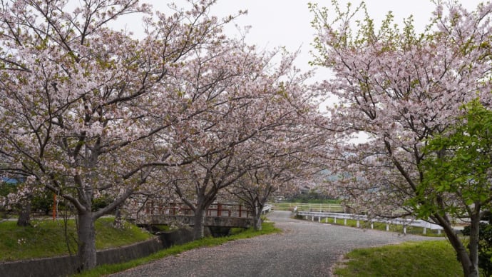 散り始めた染井吉野　もう少しもちそうな枝垂桜