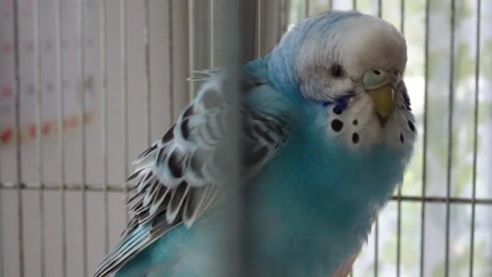【拡散希望】迷子のインコを保護しています