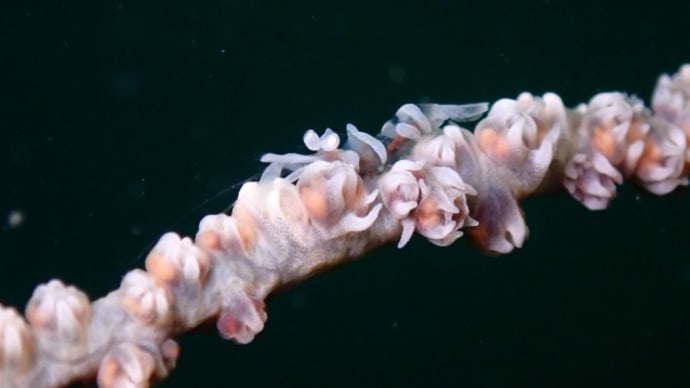 ✬✬九十九島の生き物たち✬✬
