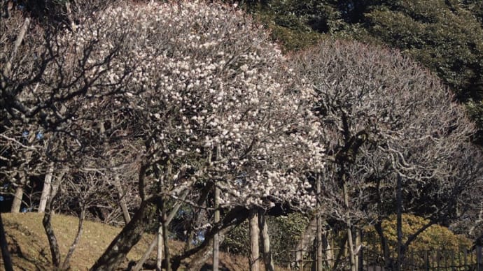 成田新勝寺は早や、一部の梅が満開・・・